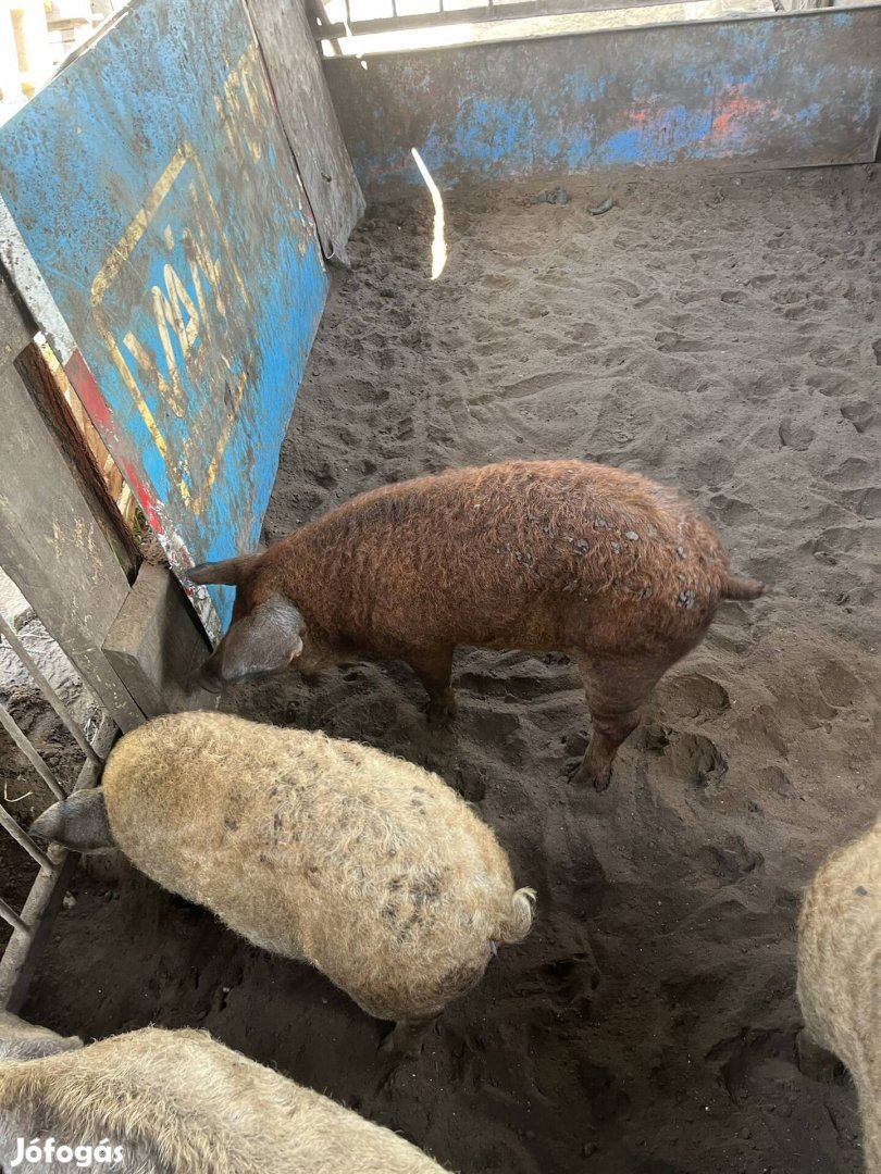 Mangalica  kansülsö eladó 