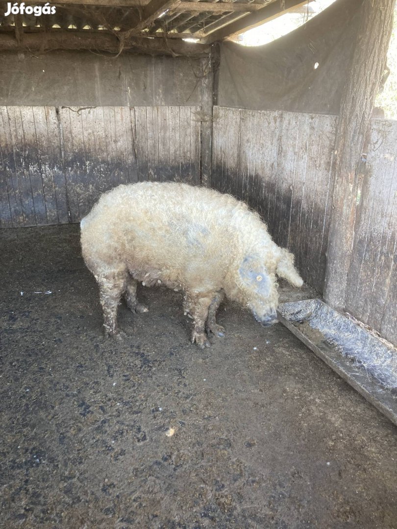 Mangalica család!