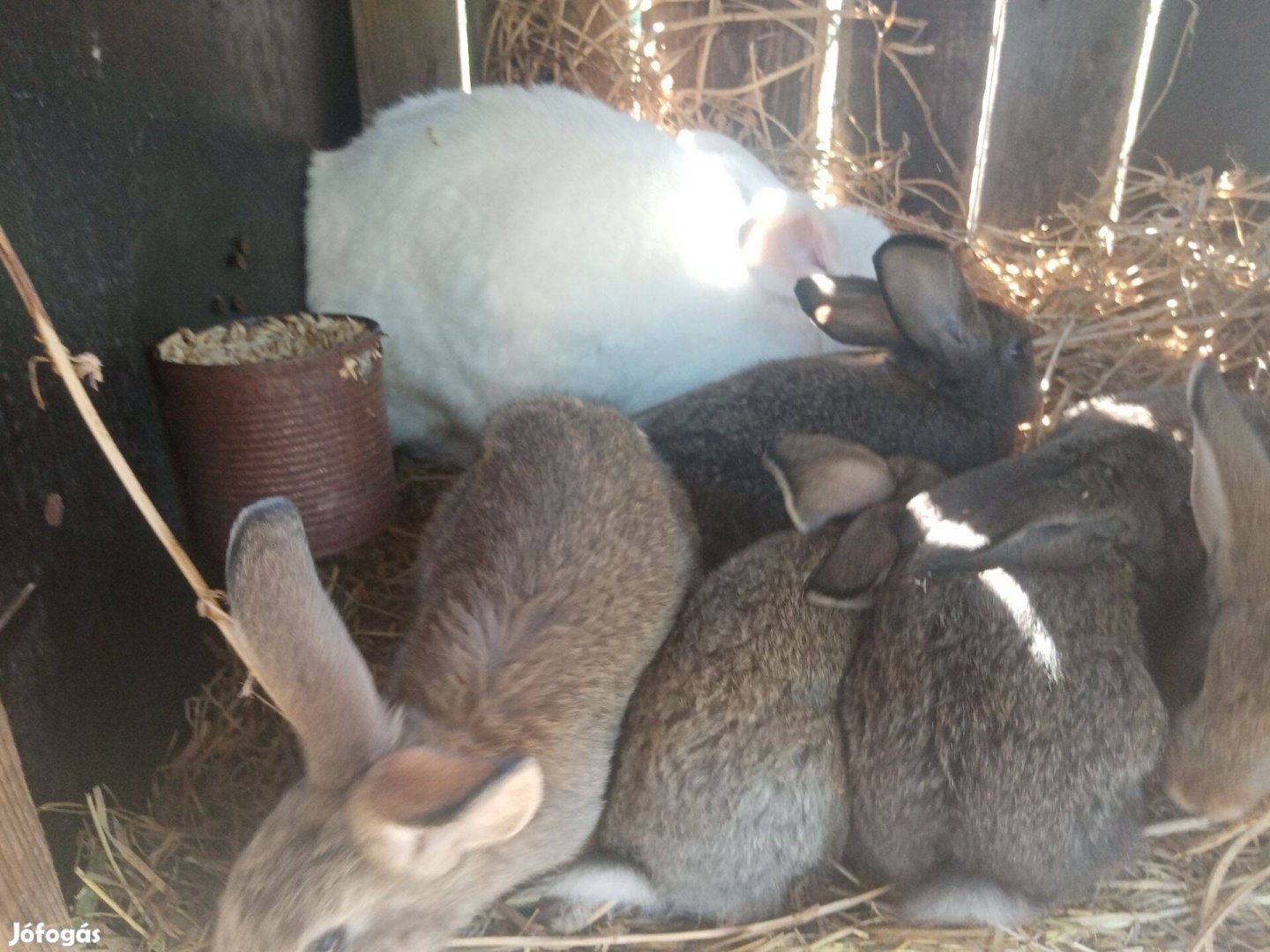 Mangalica csere