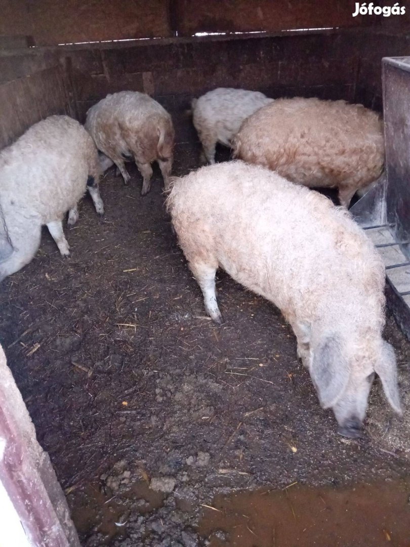 Mangalica disznók eladók!!