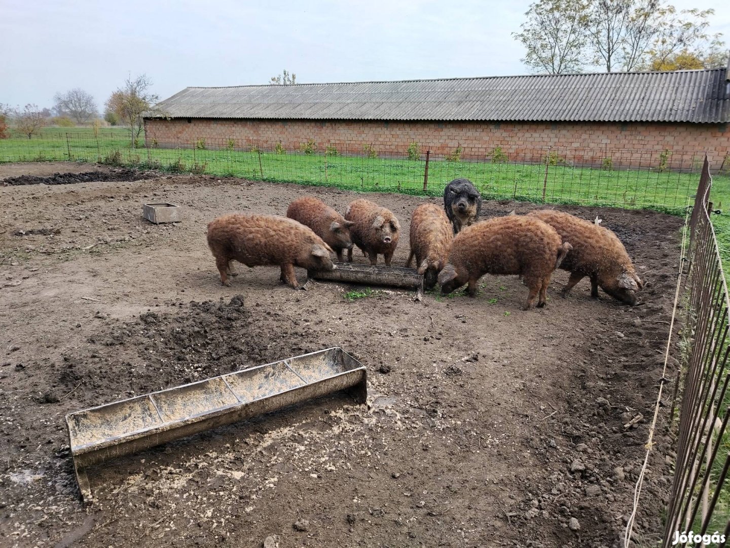 Mangalica disznók eladók. 