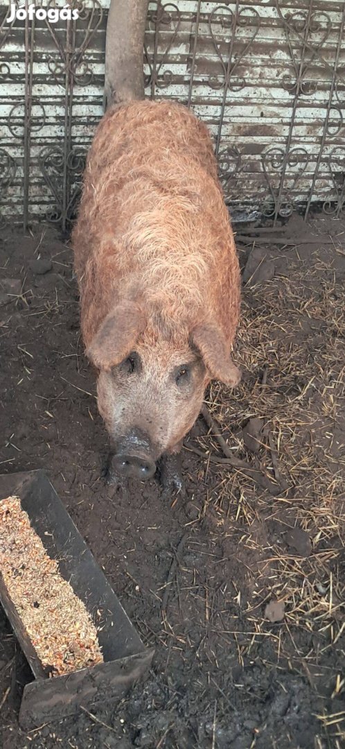 Mangalica duroc hizó