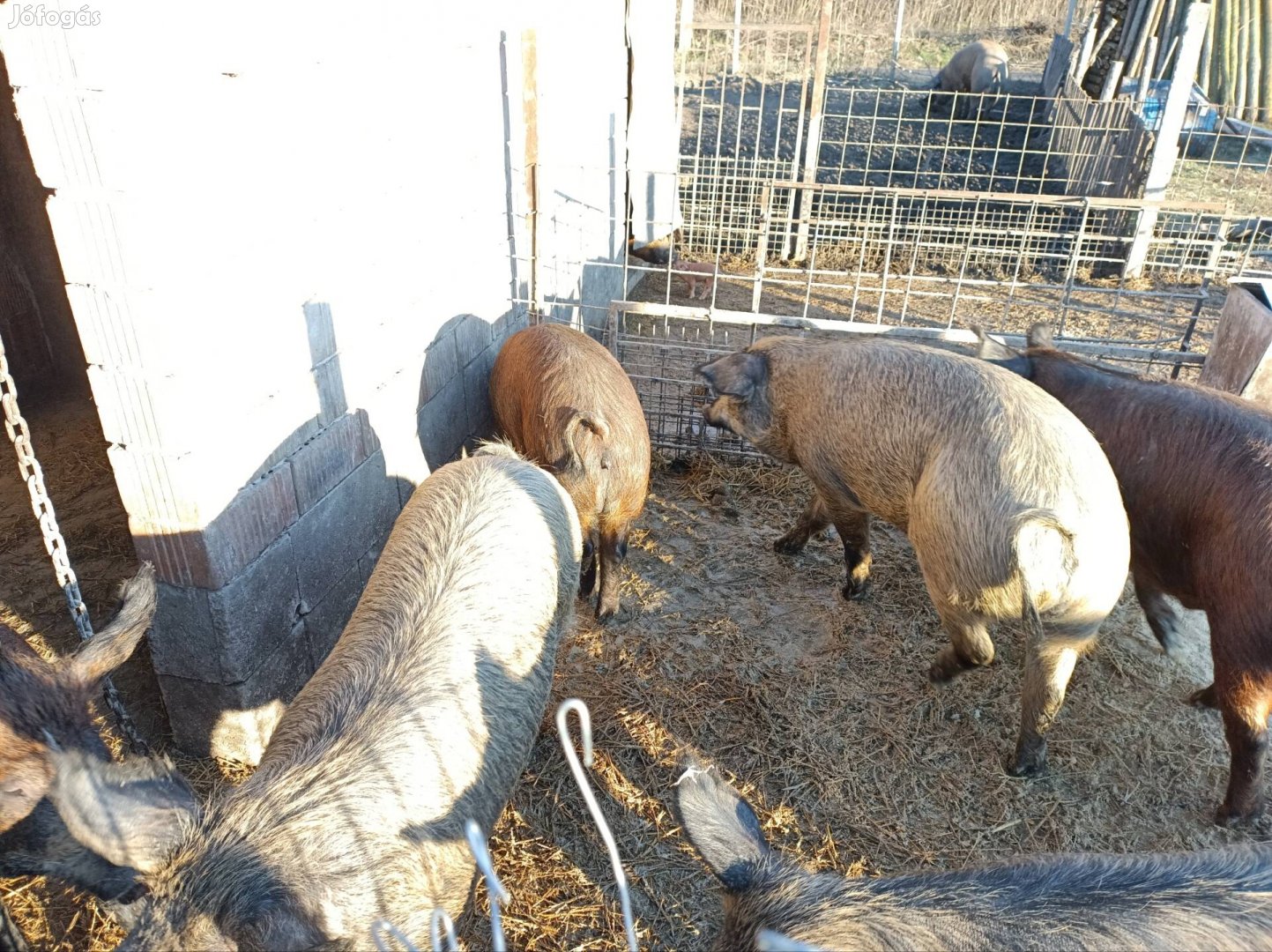 Mangalica duroc hízók vágósertés vagy továbbtartás