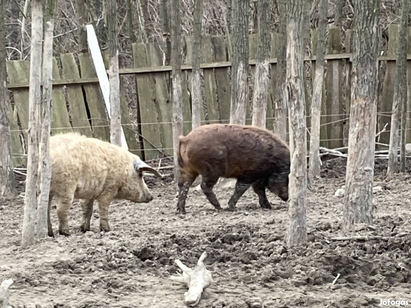 Mangalica-duroc malac eladó