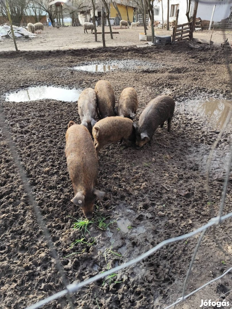 Mangalica duroc malacok!