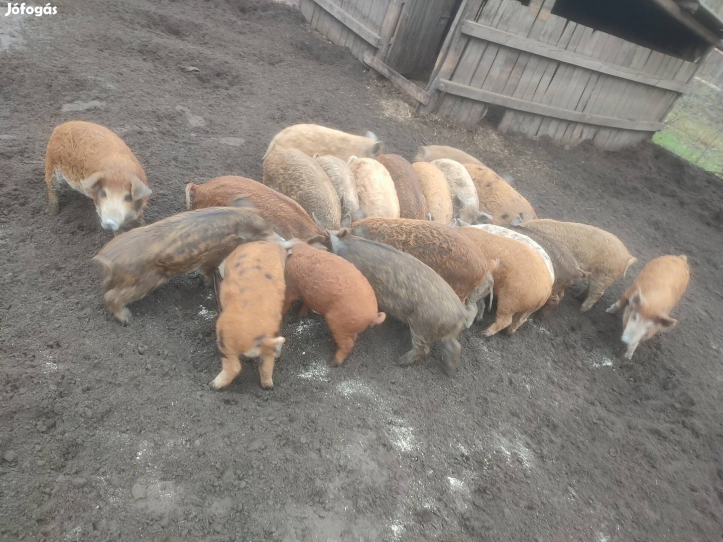 Mangalica duroc malacok!