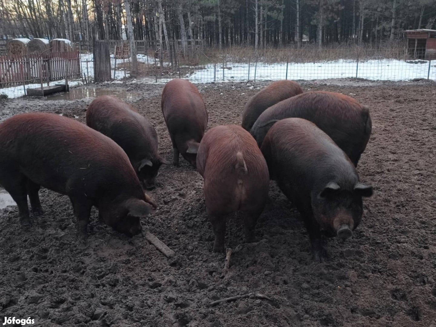 Mangalica-duroc sertés