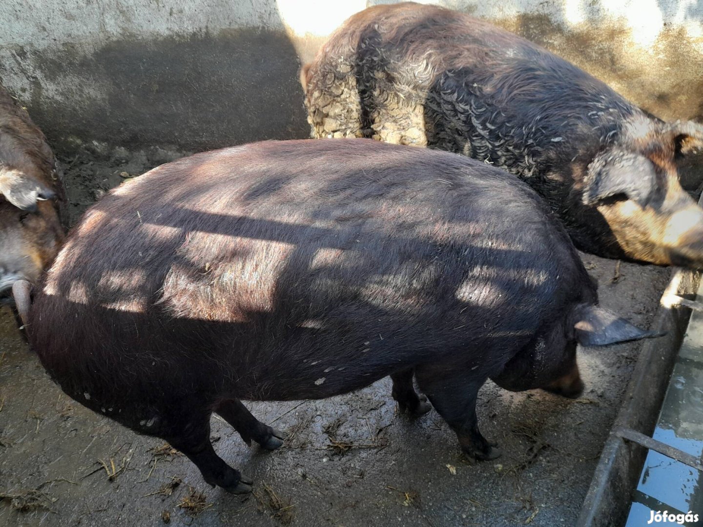 Mangalica durok hízó