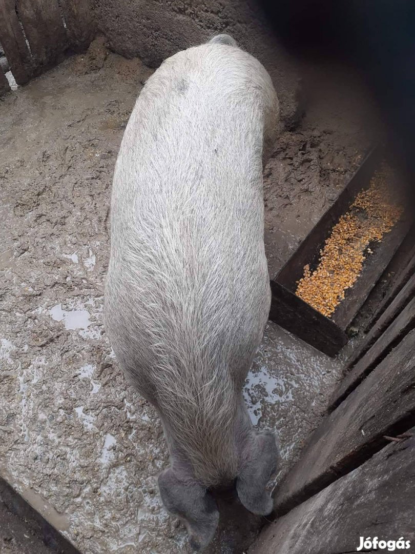 Mangalica durok hizó