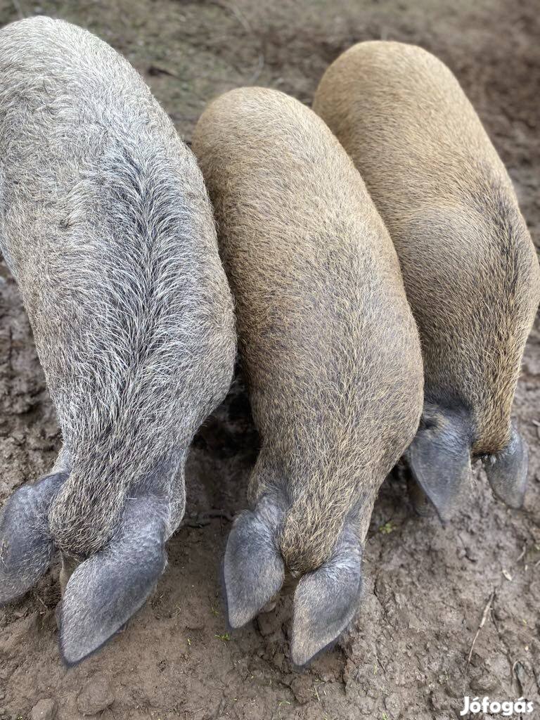 Mangalica durok hízók eladók