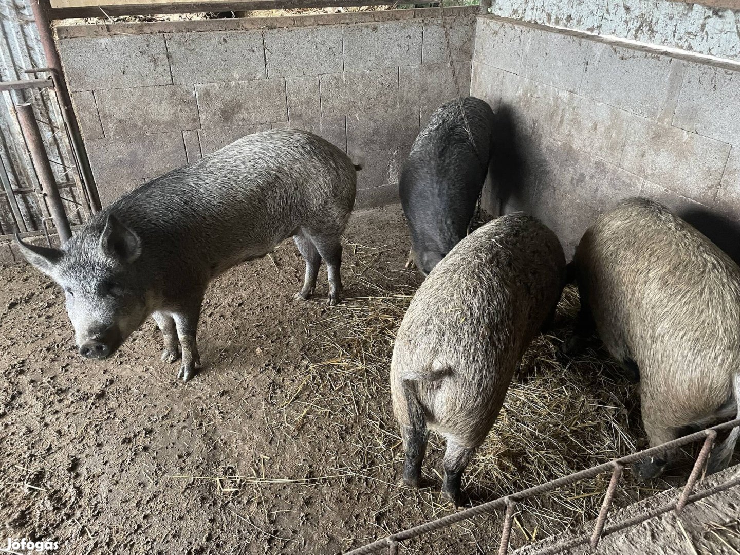 Mangalica durok hízok eladók!