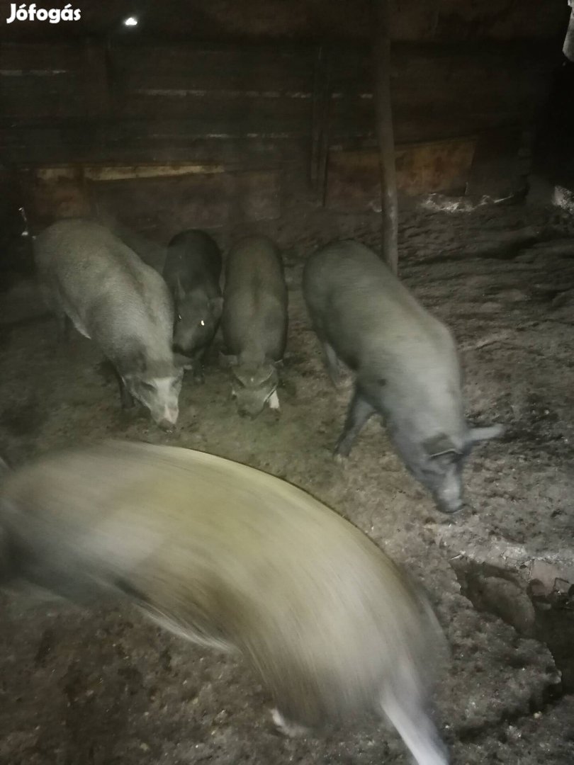 Mangalica durok hízok hízo eladó