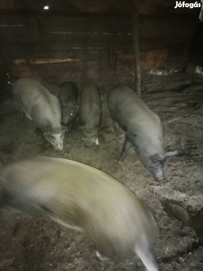 Mangalica durok keverék hízok hízo eladó 