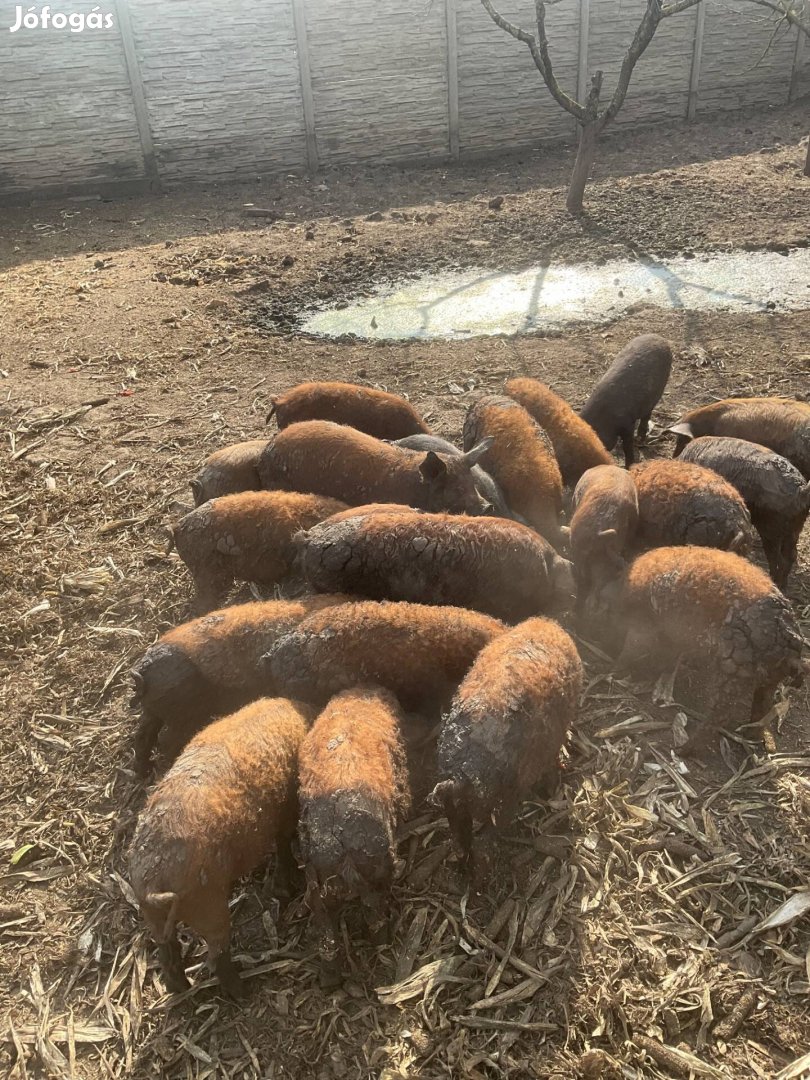 Mangalica-durok malac, süldők, hizó