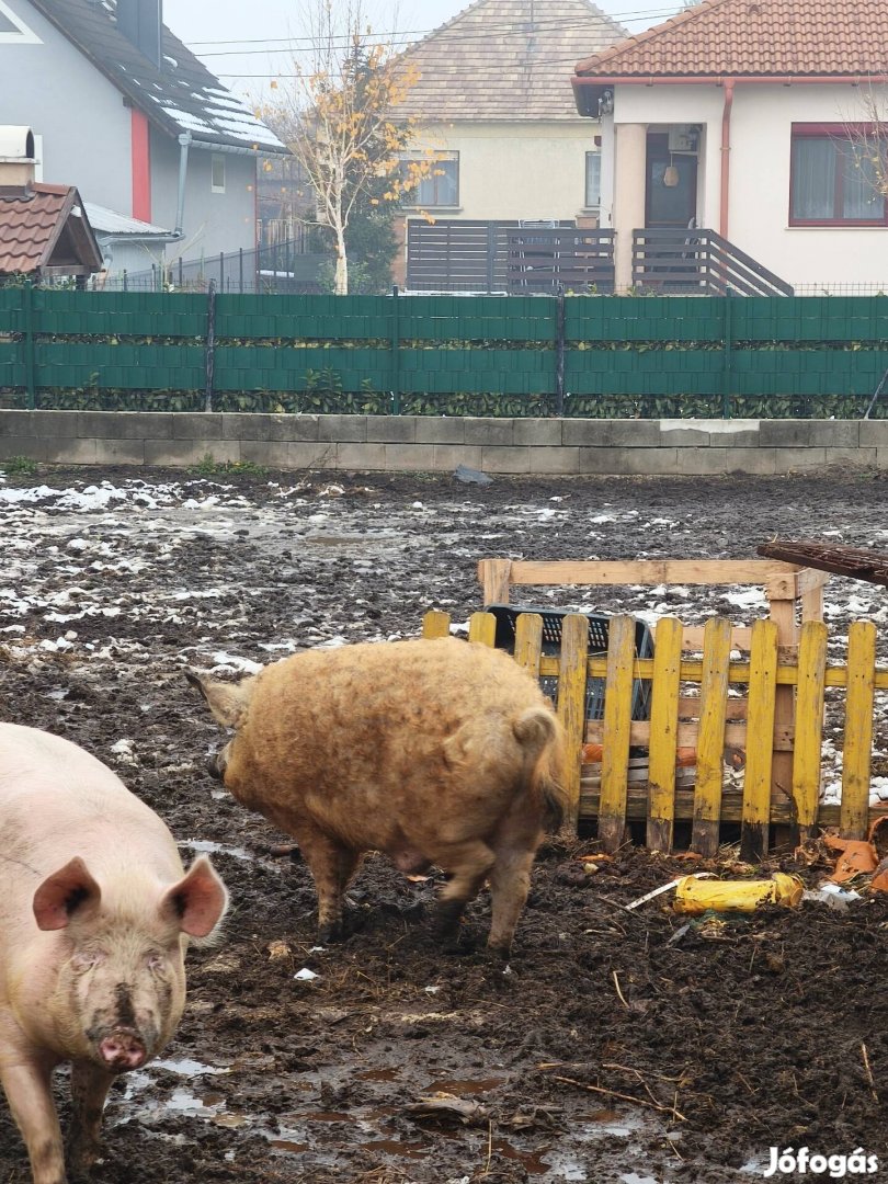 Mangalica.elado