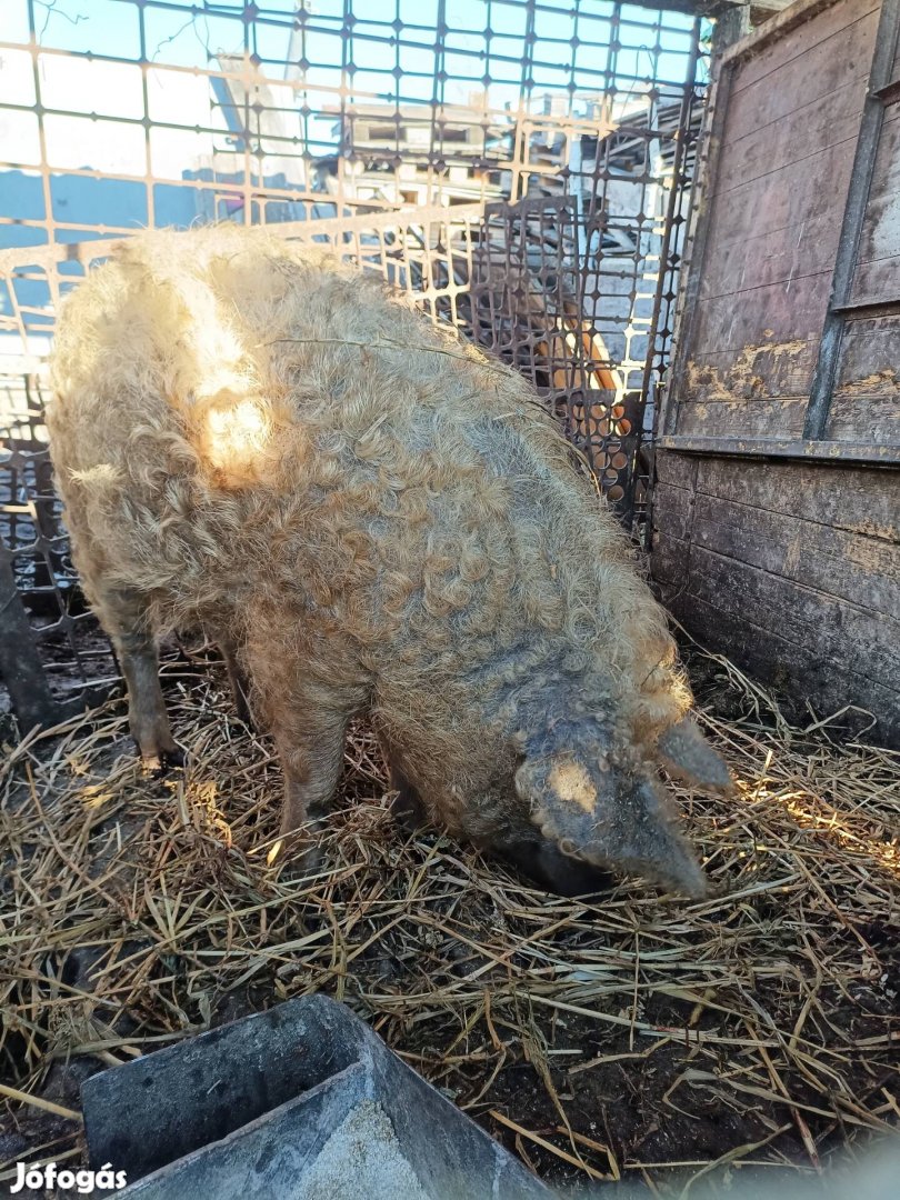 Mangalica elado! 