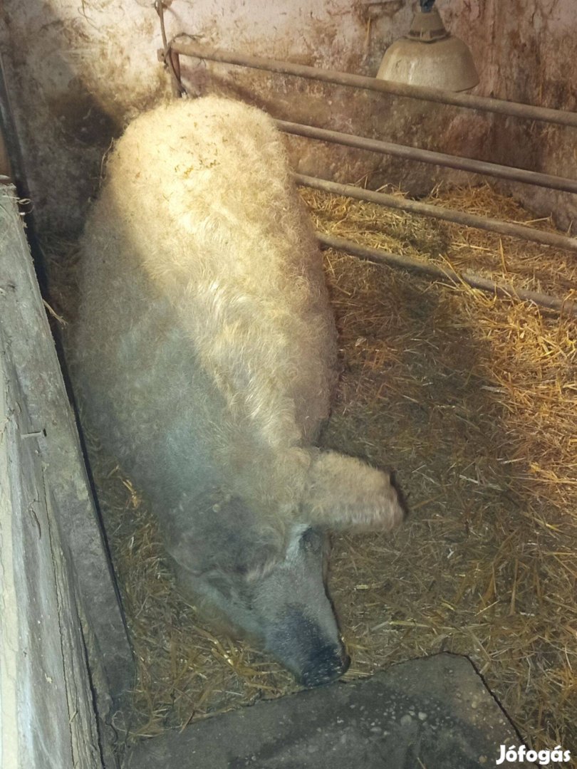 Mangalica eladó vagy cserélhető