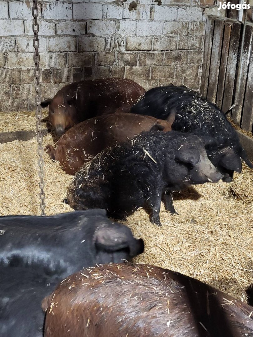 Mangalica,és Mangalica×Duroc hízók eladók