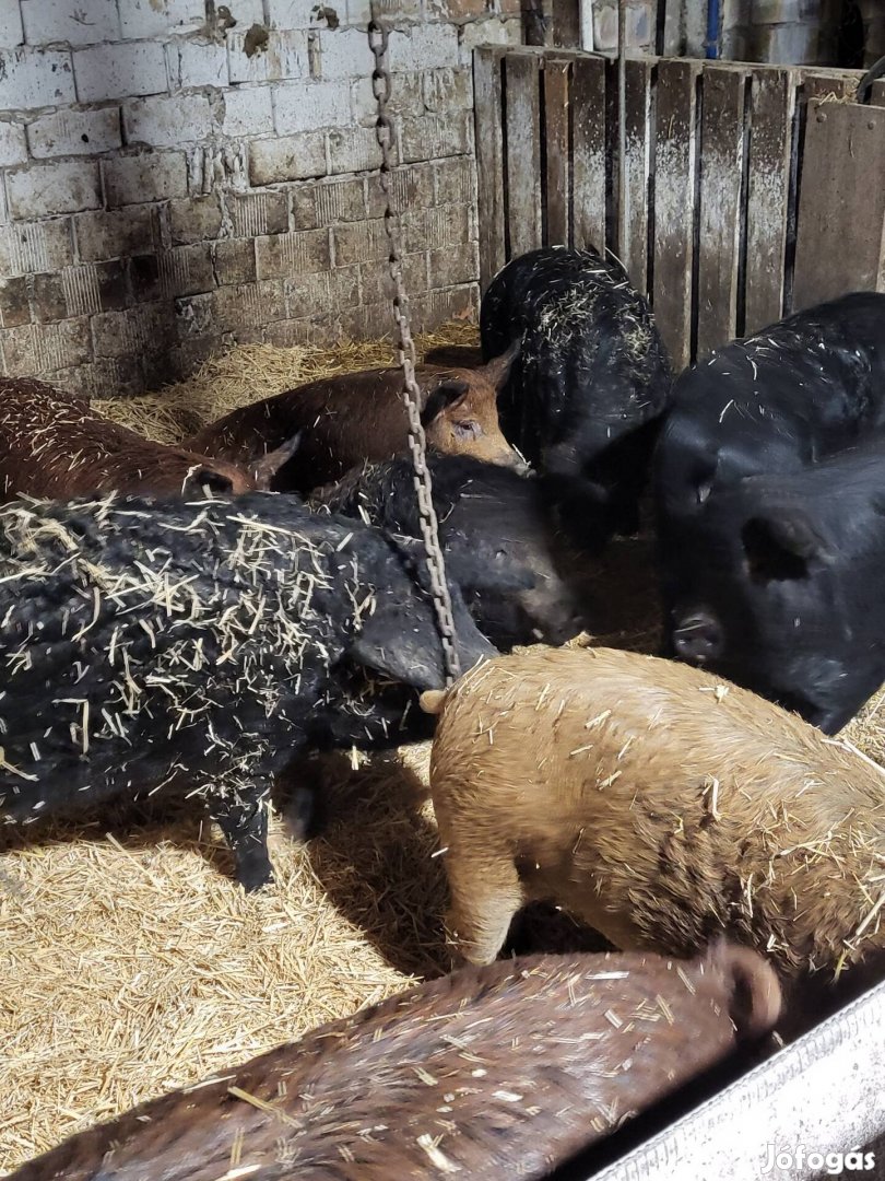 Mangalica és Mangalica ×Duroc hízók