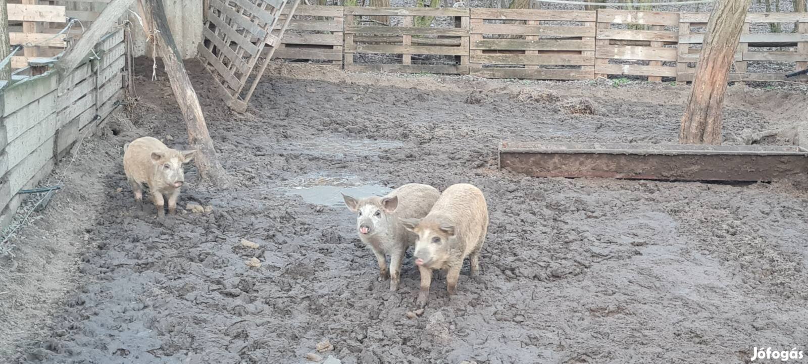 Mangalica és durok malacok eladók