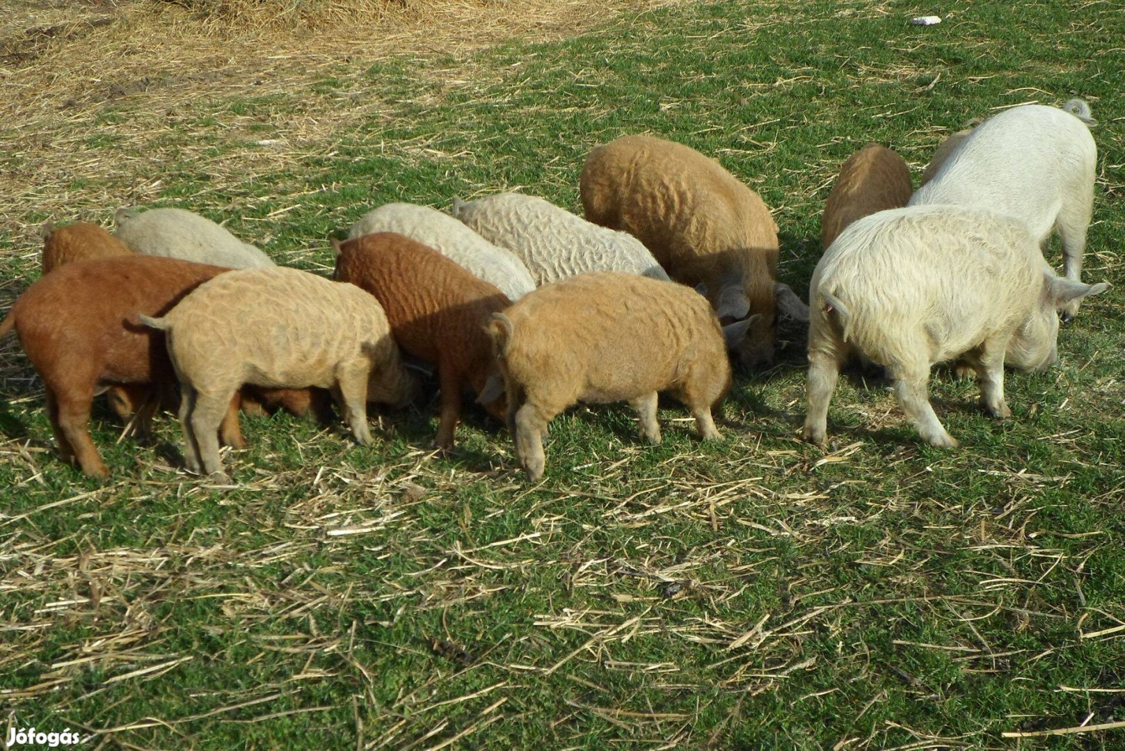 Mangalica és mangalica x duroc malacok eladók