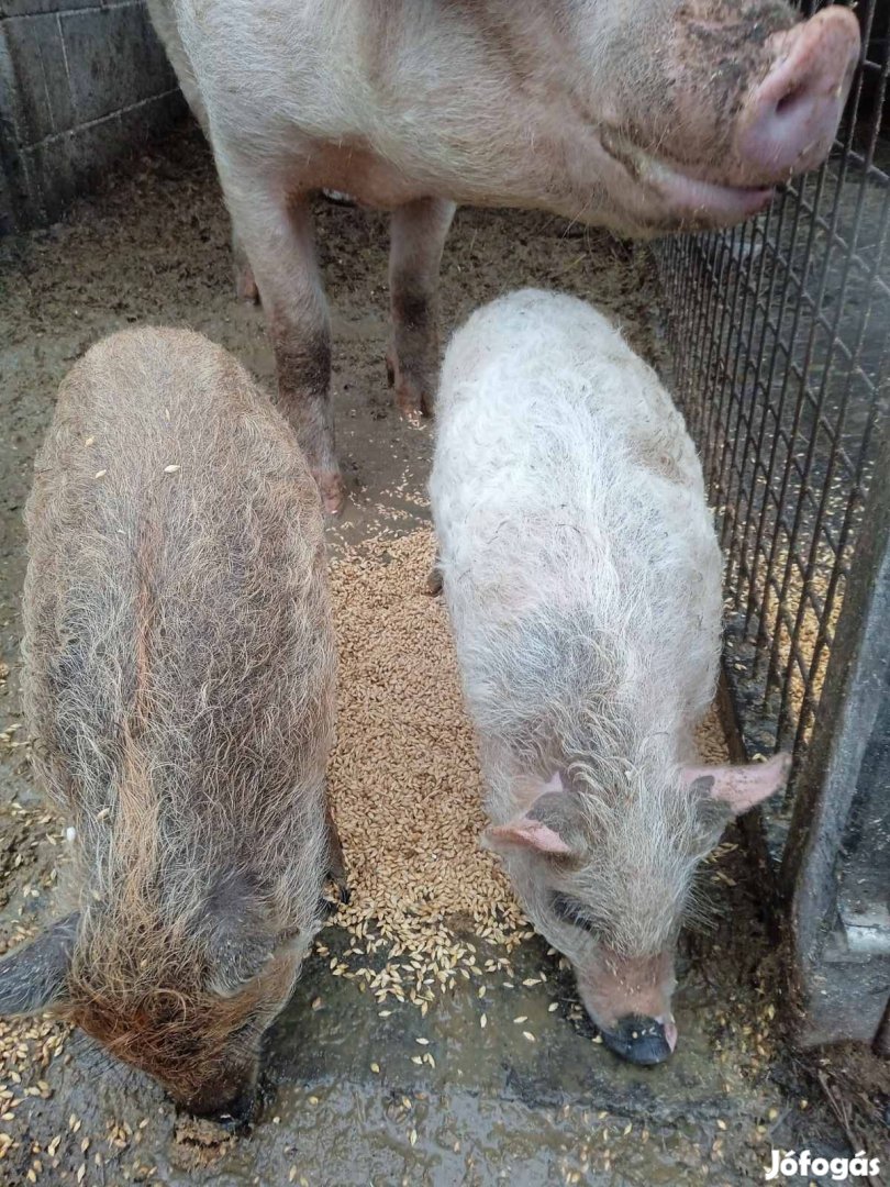 Mangalica és mangalica x nagyfehér választási malacok eladók