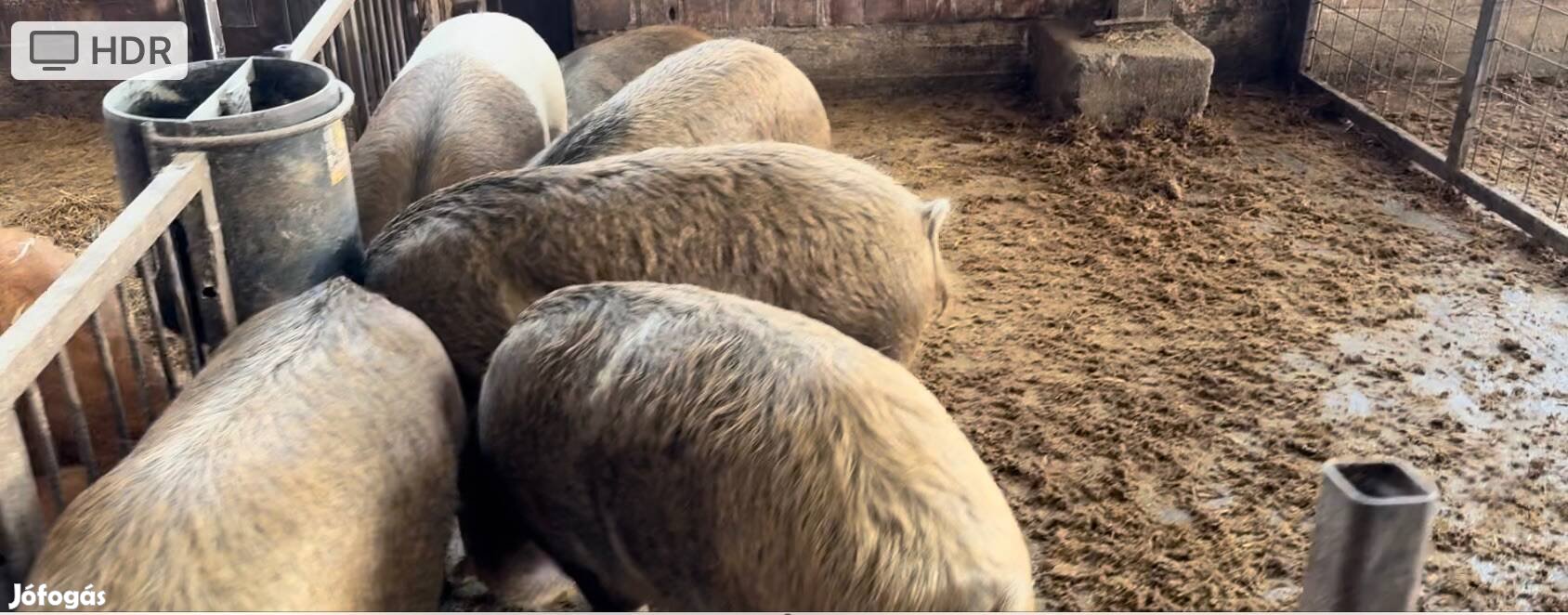 Mangalica-félmangalica vágósertések eladók