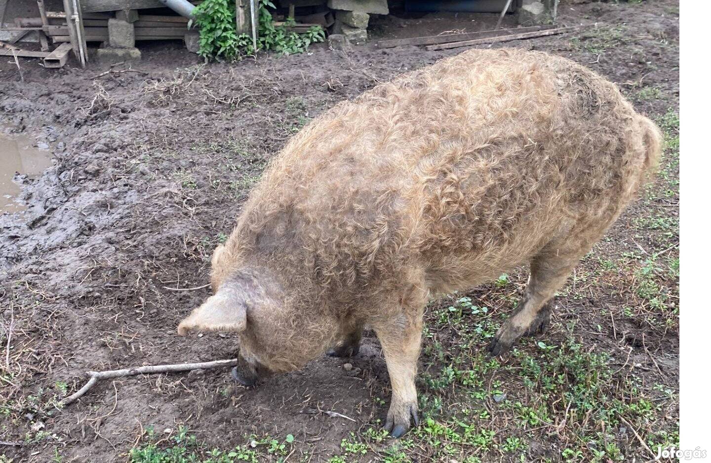 Mangalica félsertés eladó Debrecenben