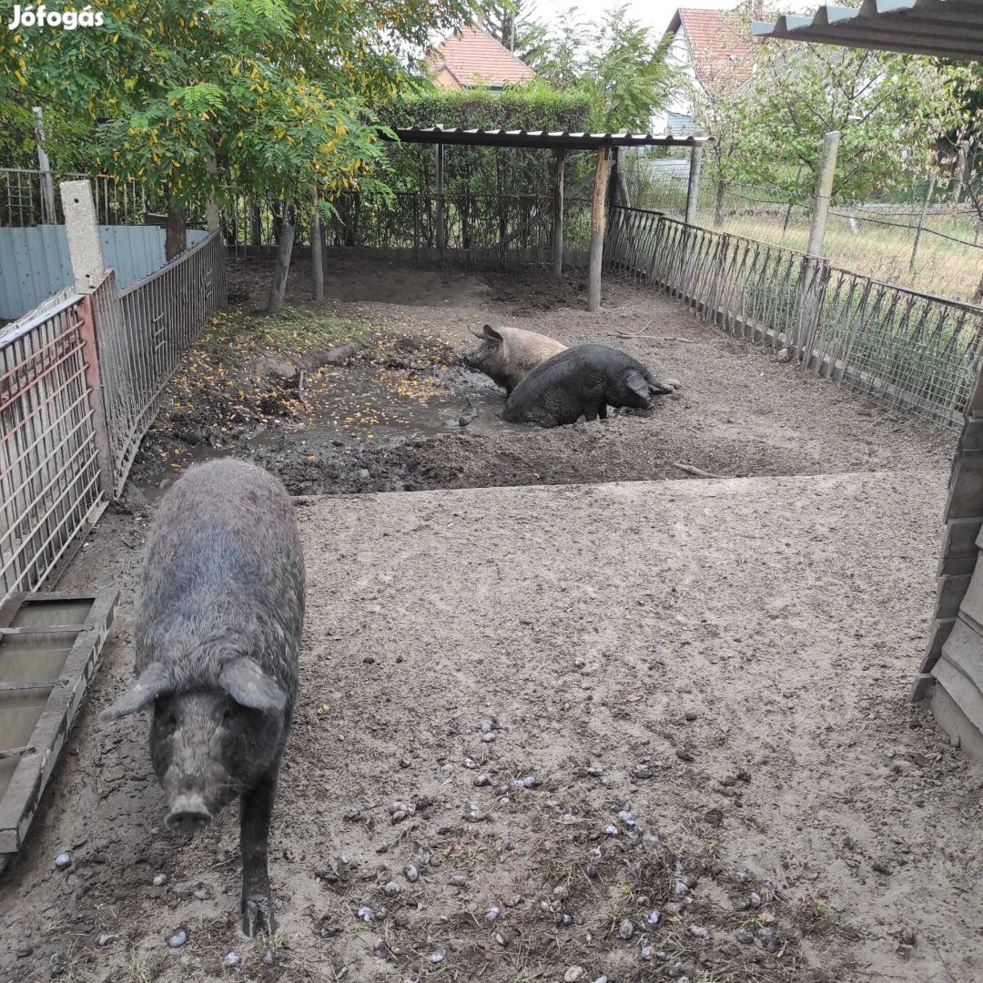 Mangalica hízó