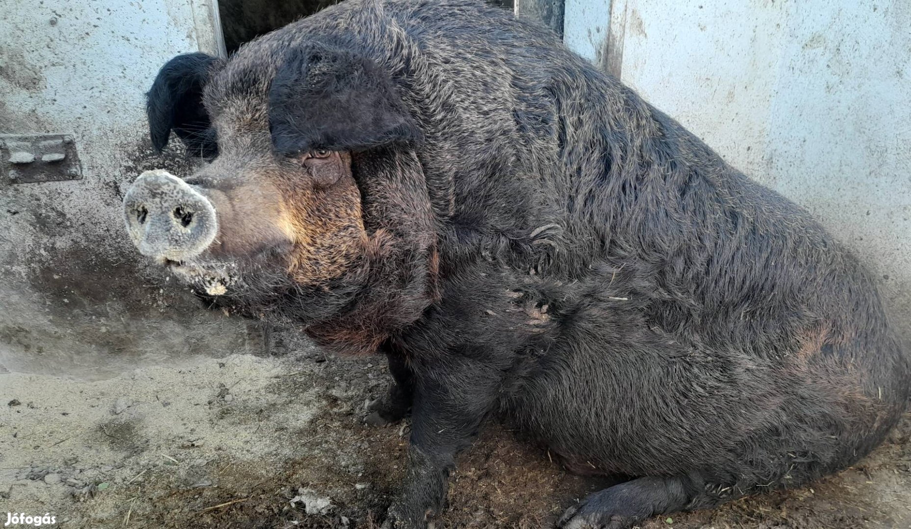 Mangalica hízó 350 kg