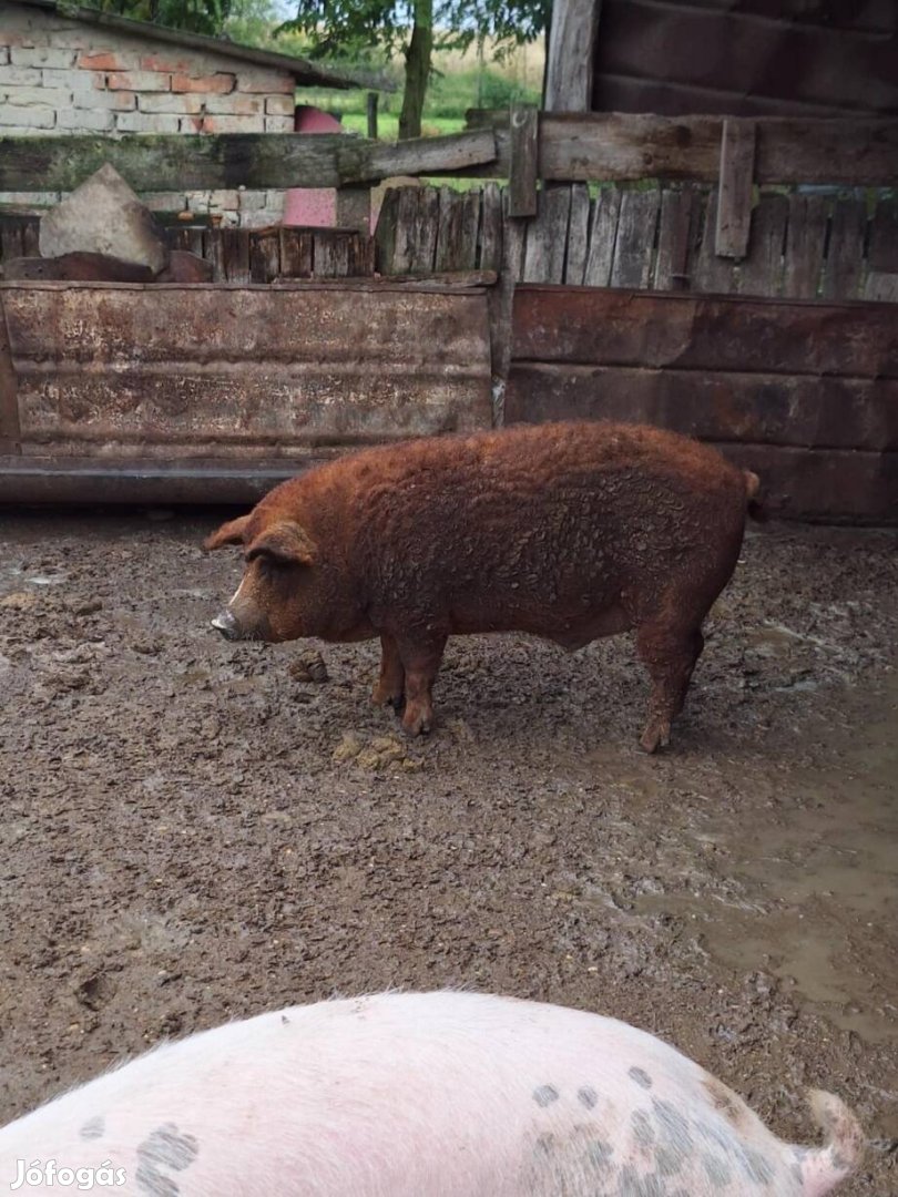 Mangalica hízó