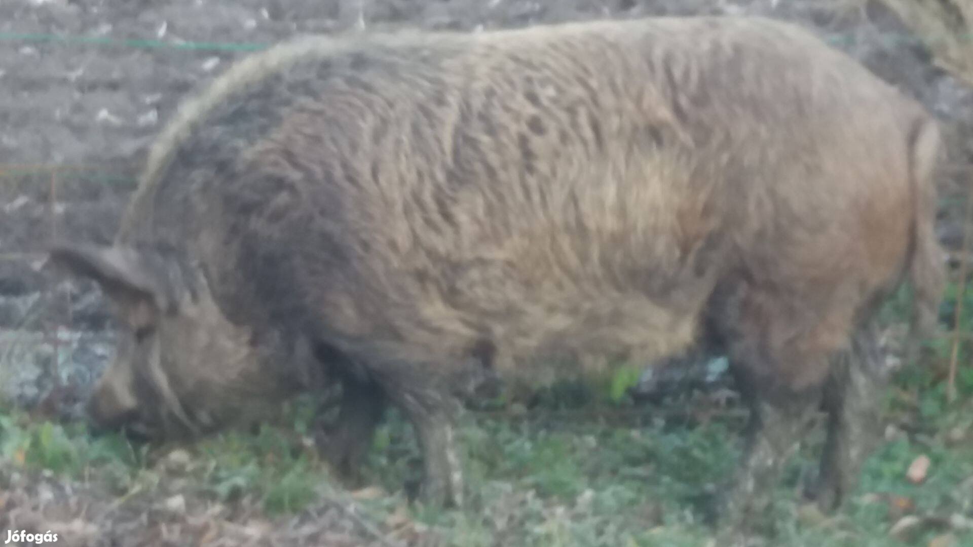 Mangalica hizó