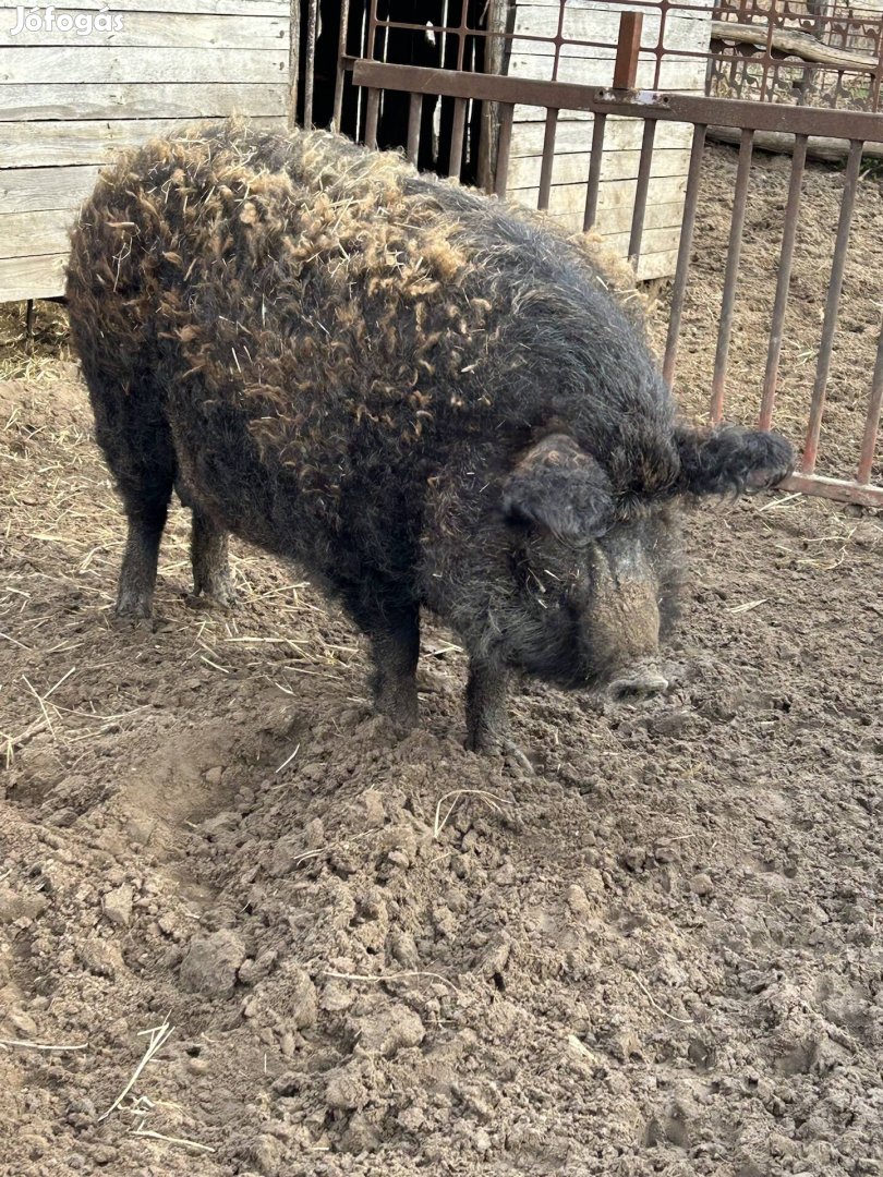 Mangalica hízó