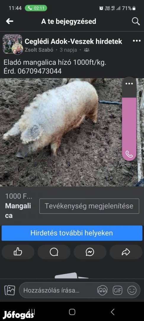 Mangalica hízó