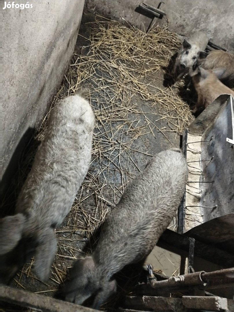 Mangalica hízó