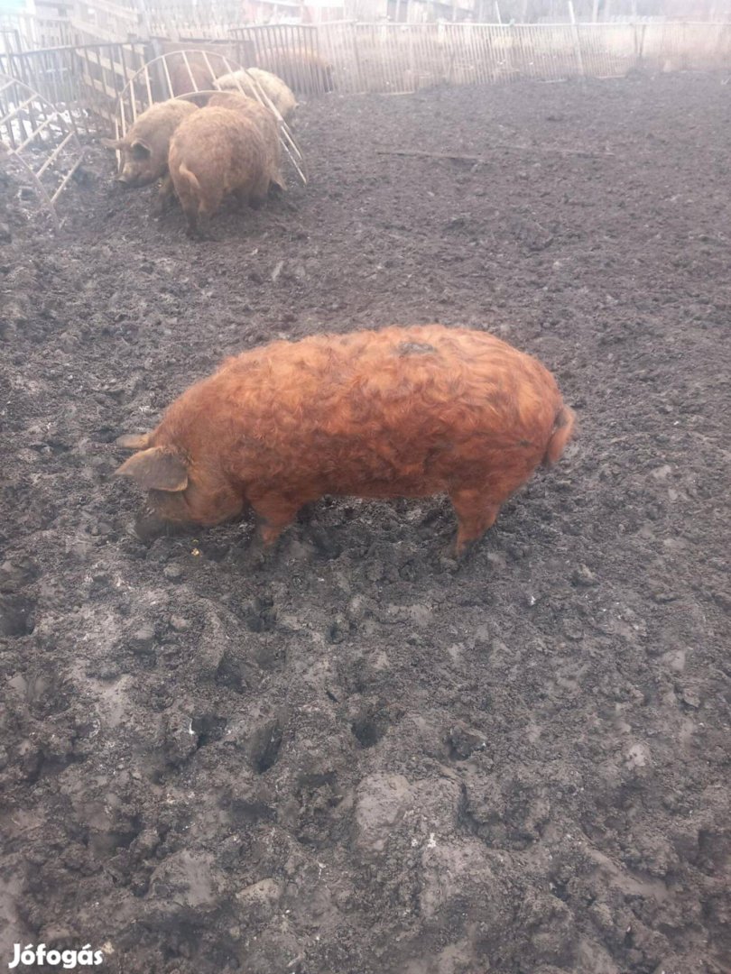 Mangalica hízó