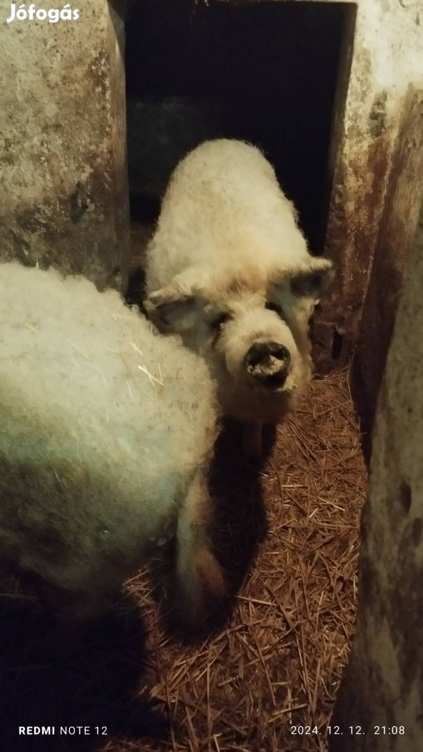 Mangalica hízó 