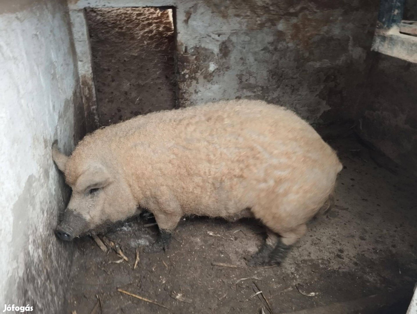 Mangalica hízó ,sertés- disznó eladó