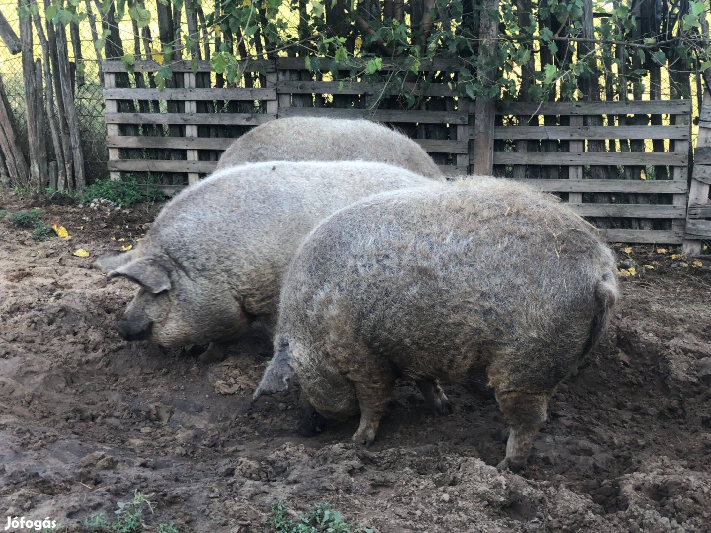 Mangalica hízó ea. télre foglalhatók! Siófok