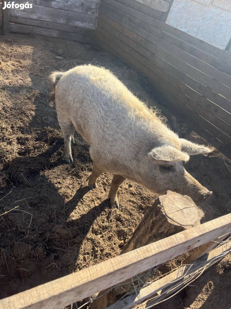 Mangalica hízó eladó