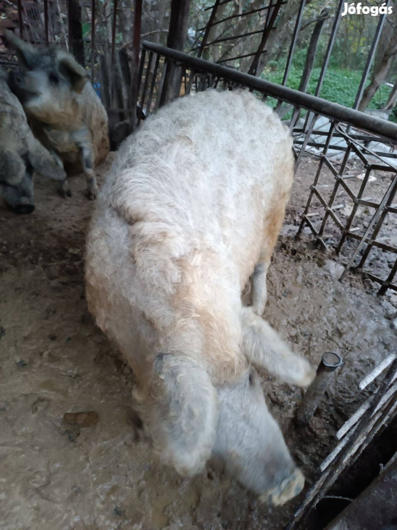 Mangalica hízó eladó