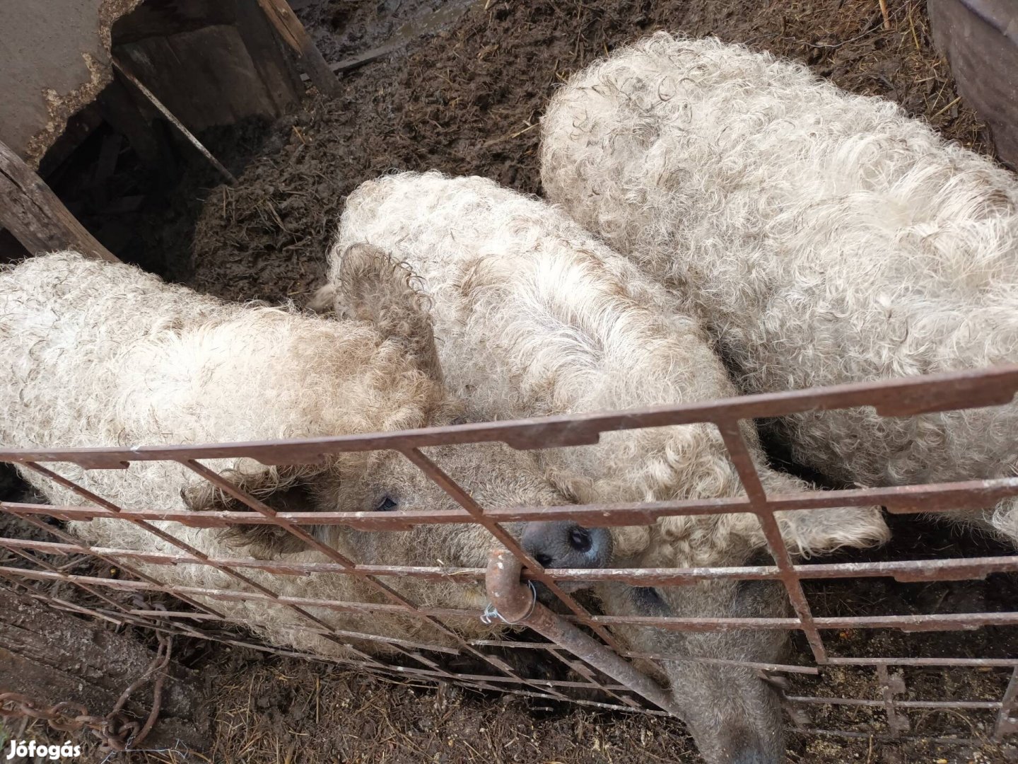 Mangalica hízó eladó