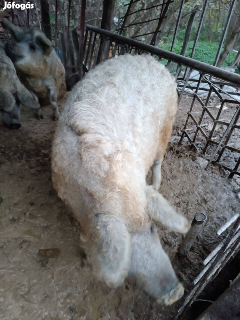 Mangalica hízó eladó