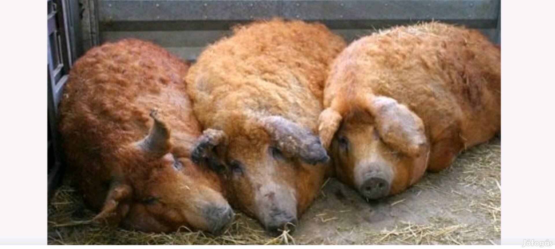 Mangalica hízó eladó