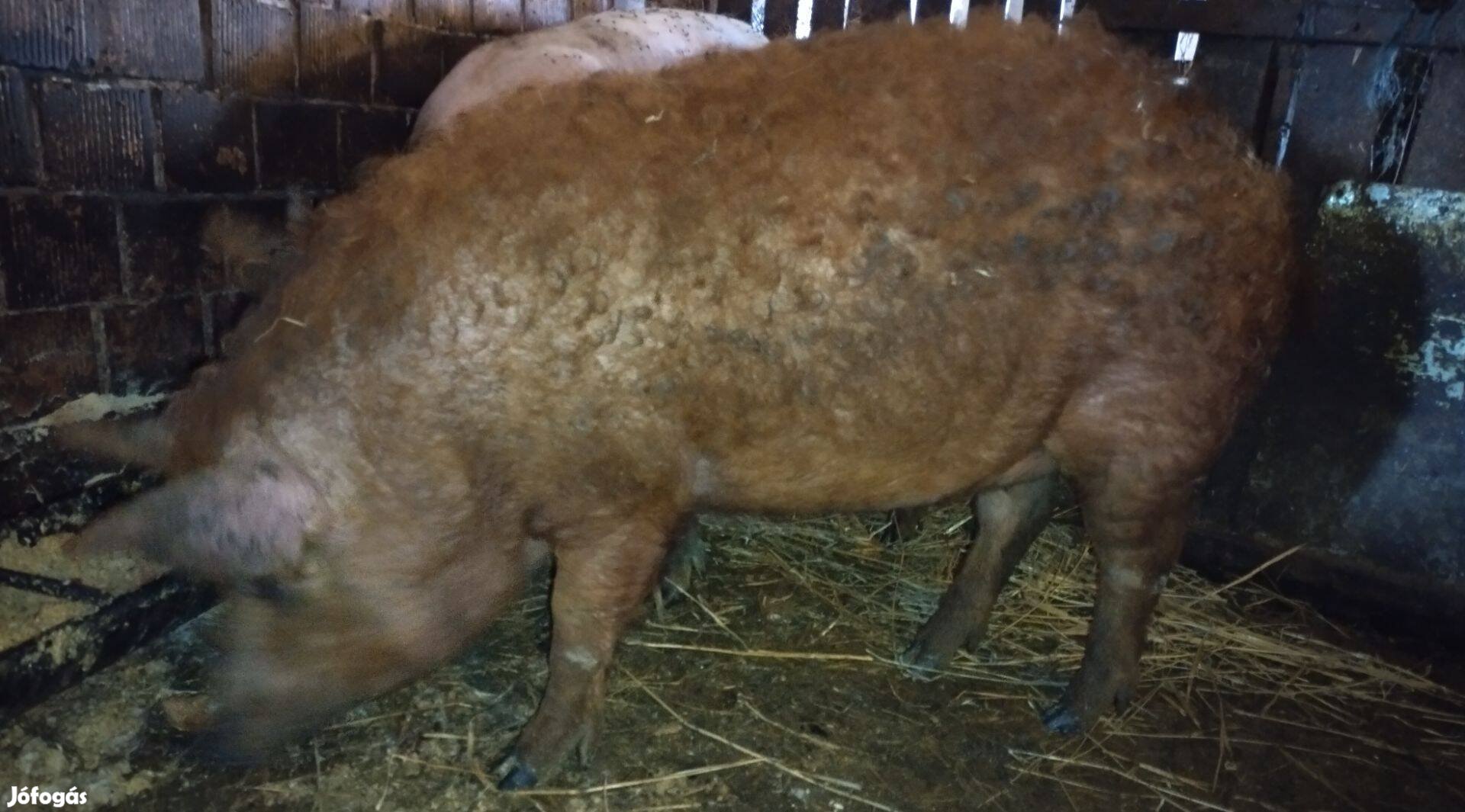 Mangalica hízó eladó