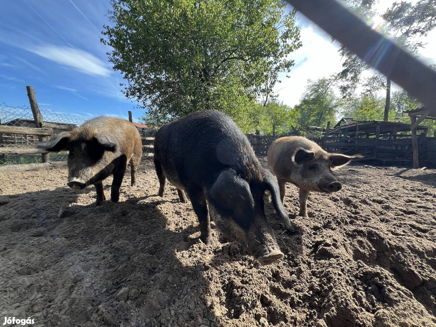 Mangalica hízó eladó