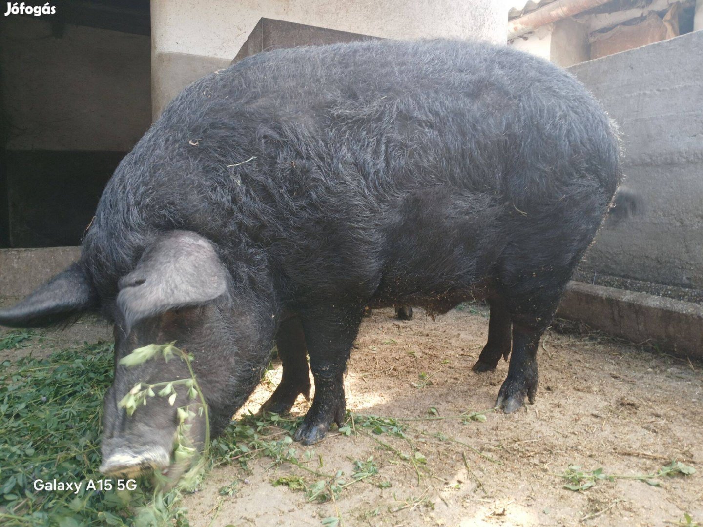 Mangalica hízó eladó