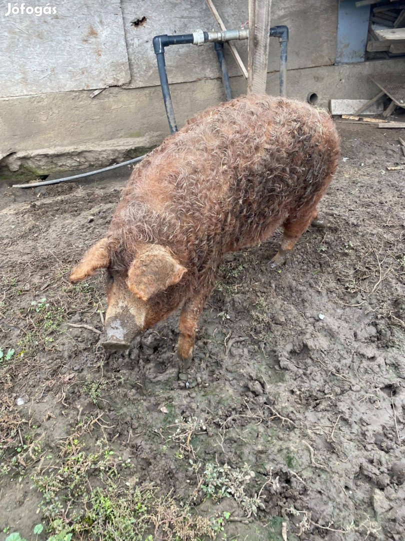 Mangalica hízó eladó Debrecenben