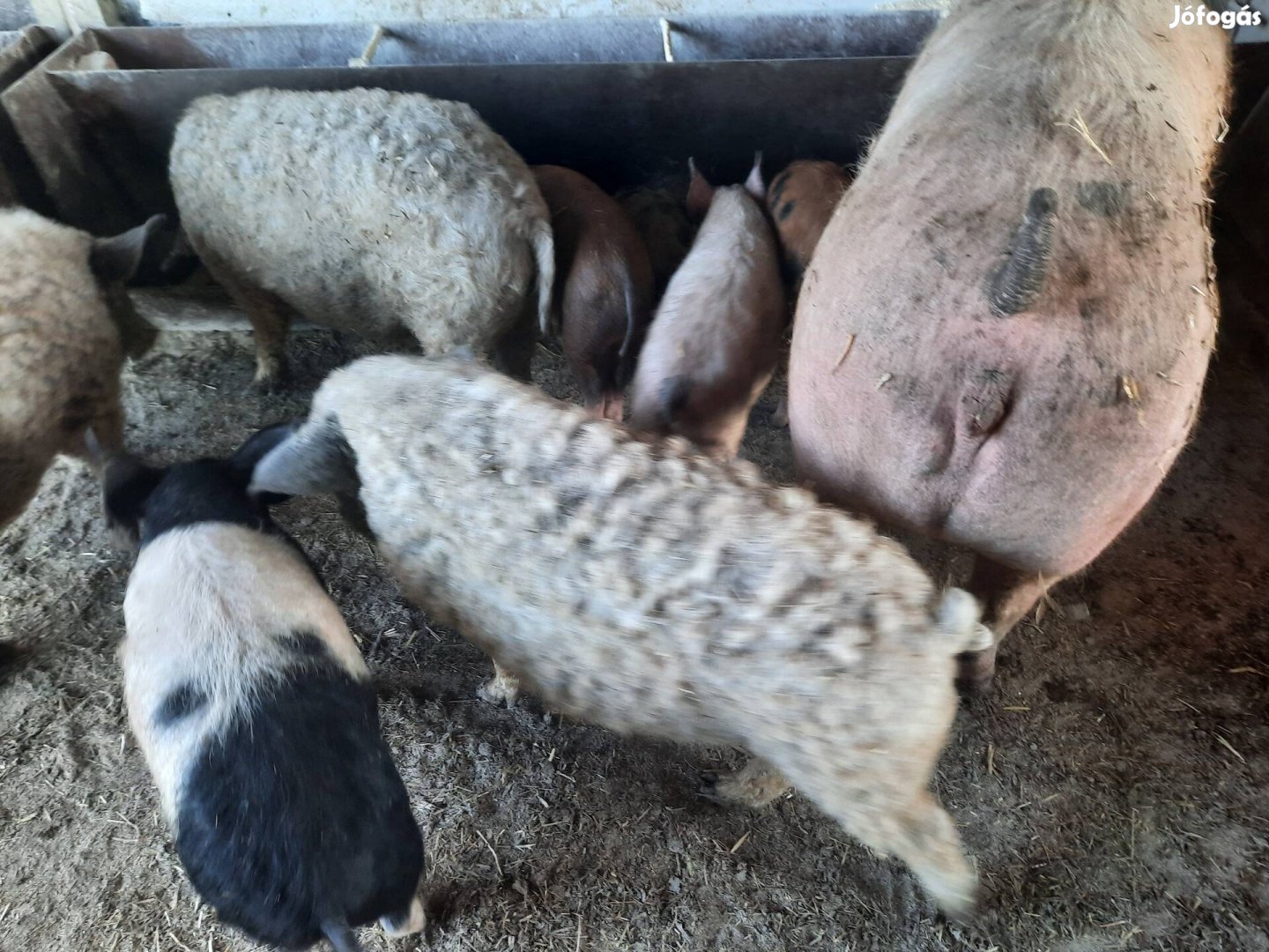 Mangalica hízó eladó!