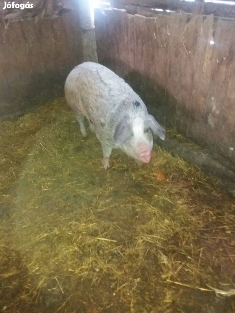 Mangalica hízó eladó!